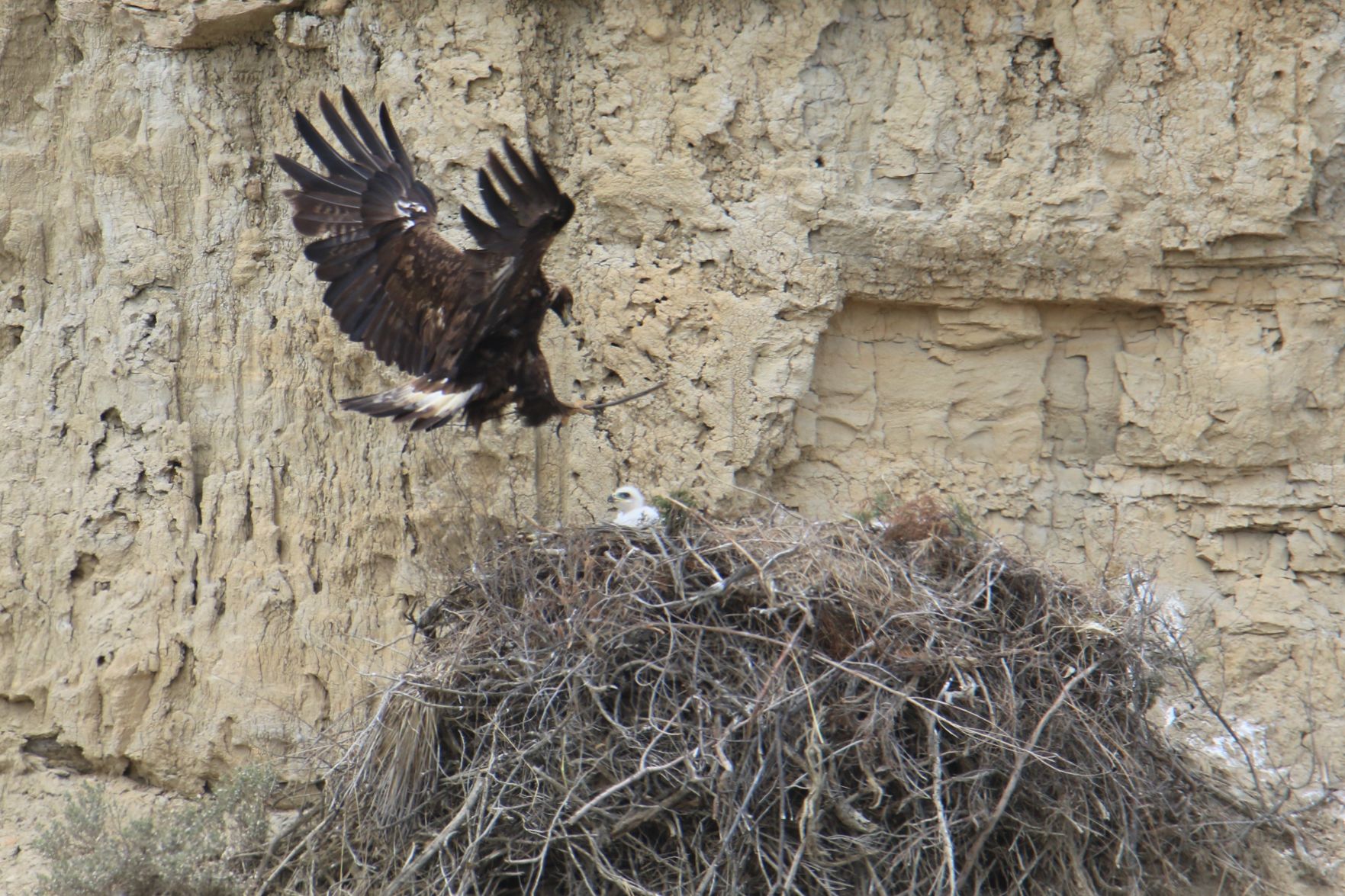 Golden Eagle Nest